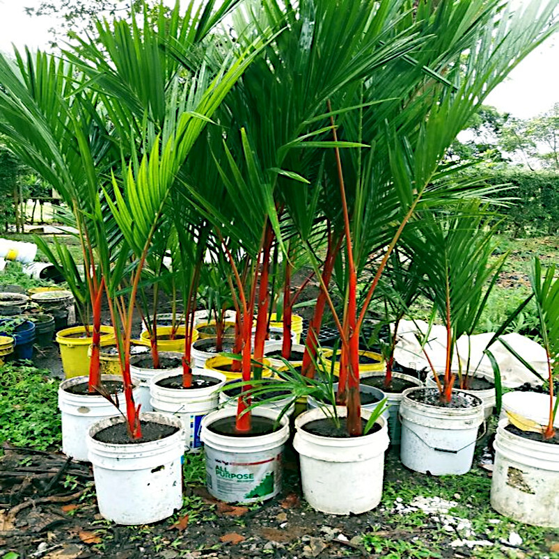 RED SEALING WAX “LIPSTICK PALM” TREE SEEDS (Cyrtostachys renda) House Plant RARE