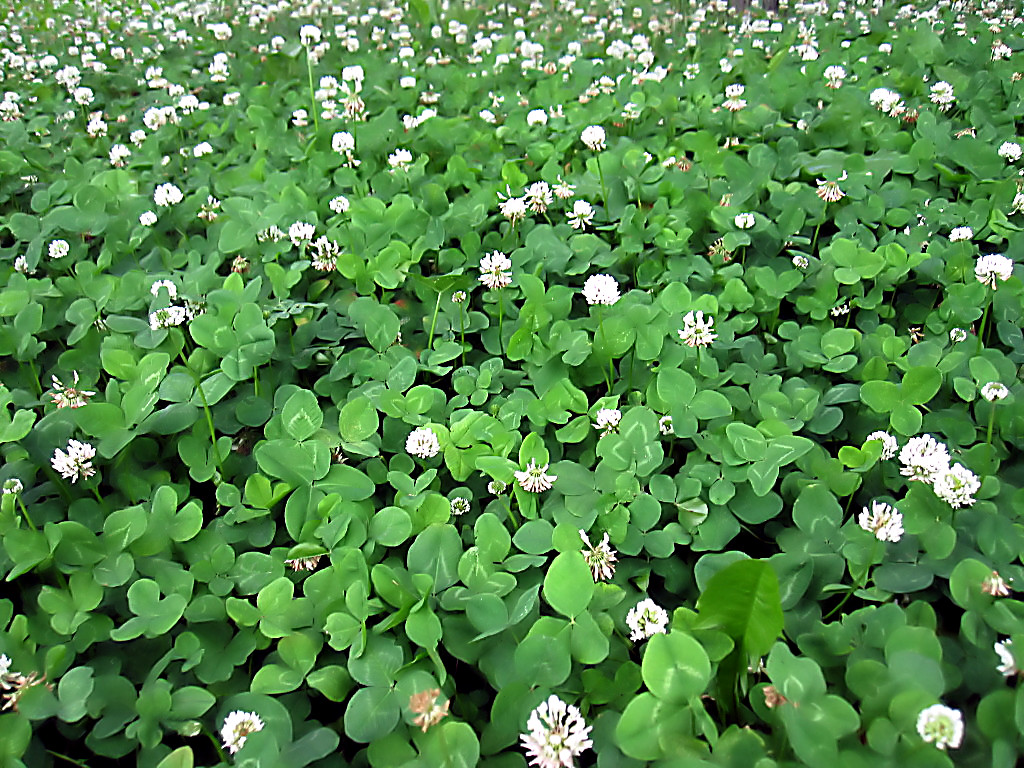 White “Ladino” Clover Seed. Feed Bees, Food Plots, Non GMO. Pasture Forage!