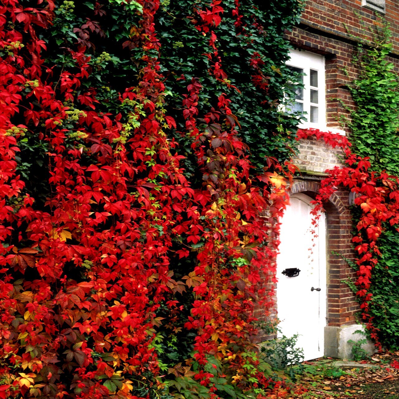 Virginia Creeper Vine Seeds Parthenocissus quinquefolia Fast Hardy Climber Plant