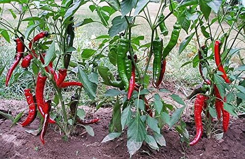 20 JIMMY NARDELLO PEPPER SEEDS ~ heirloomseedguy ~ 2026 ~ NON-GMO