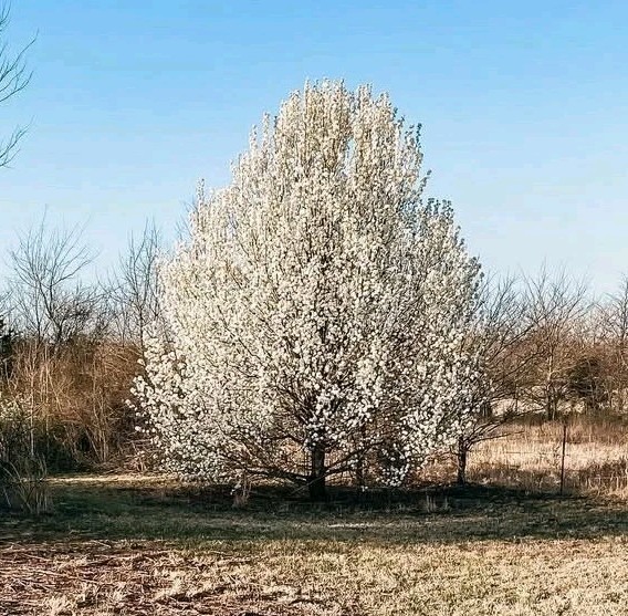 Beautiful Bradford Pear Tree Seeds Cold Hardy to Zone 4 Harvested In North Texas