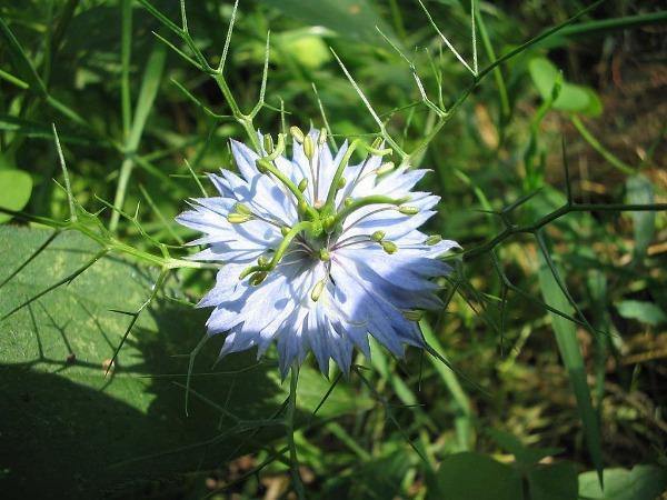 Nigella damascena | Hair of Venus | love-in-a-mist | Ragged Lady | 100 Seeds