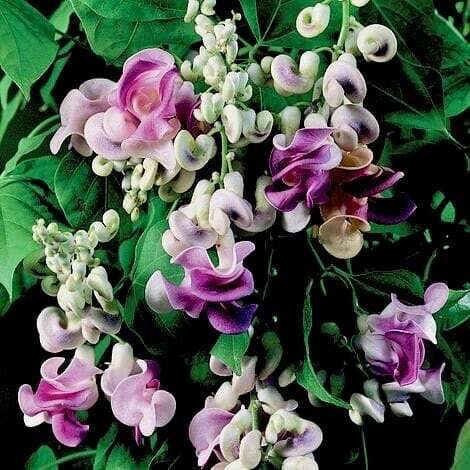 Snail Vine Seeds ~ Vigna Caracalla ~ Fragrant ~ Garden ~ Exotic ~ Unique ~