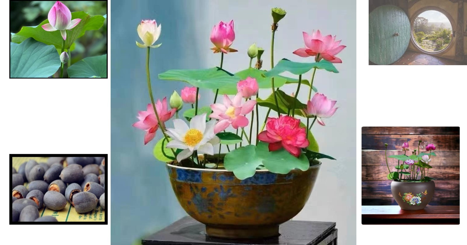 10 Pcs Mixed Color Lotus Seeds – Pink, Red, Green for Indoor & Outdoor Beauty