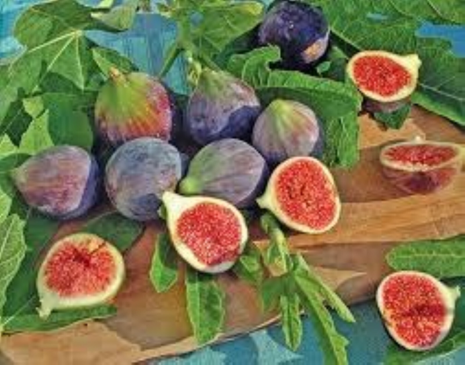 18-36″ tall Chicago Hardy Fig Plant – Ficus carica tree