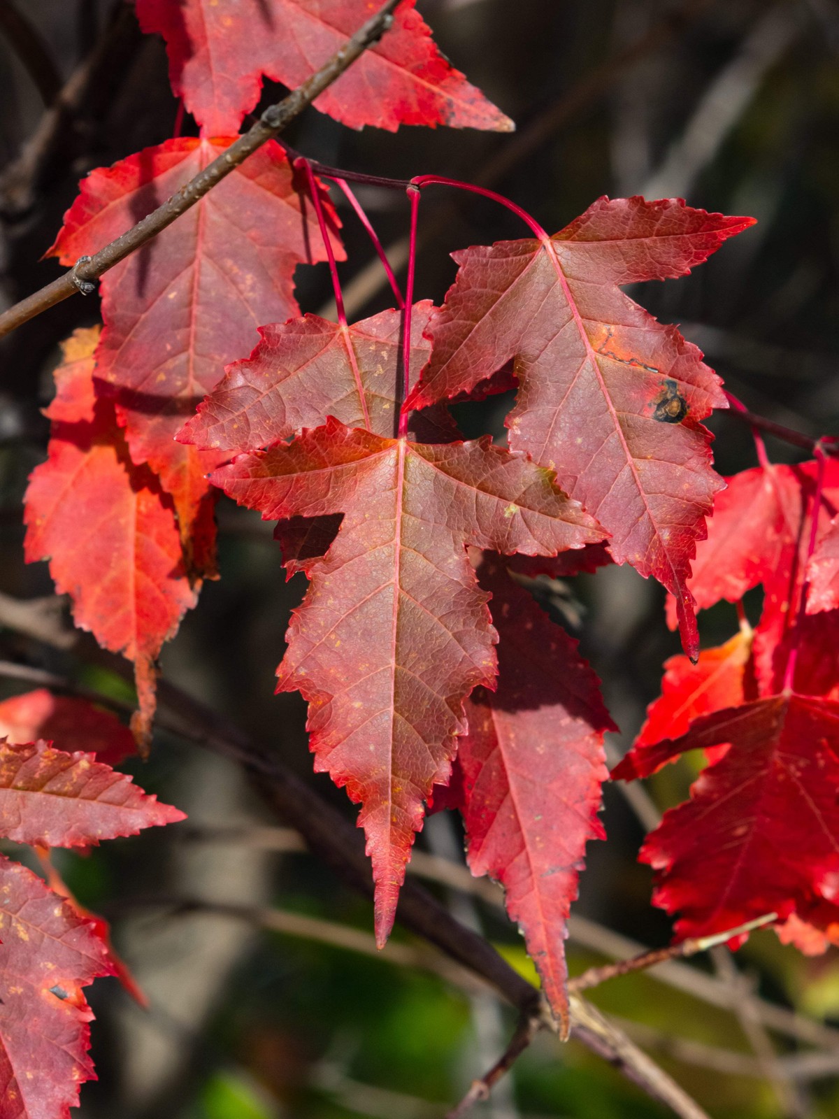 25 SIBERIAN MAPLE TREE Acer Ginnala Seeds – Red Fall Foliage