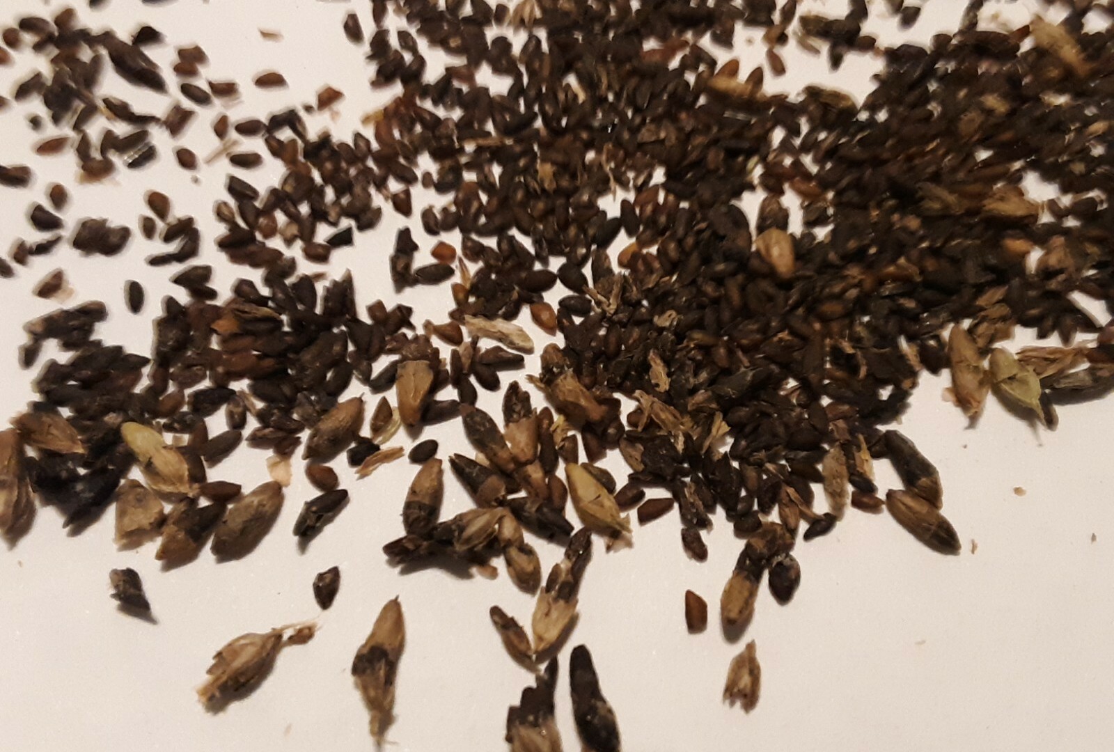 500+ Organic Plantago Major Broadleaf Plantain Seeds.Native Perennial Herb.