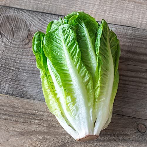 1000+Romaine Lettuce Seeds Parris Island Cos Romaine Lettuce(Lactuca sativa) USA