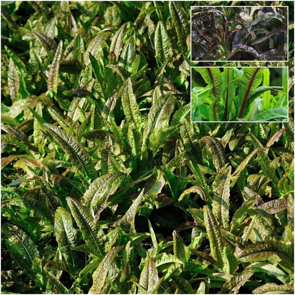 2000++Seeds Mix Green & Purple Sword Lettuce seeds, Celtuce, wosun Celtuce 紫萵筍