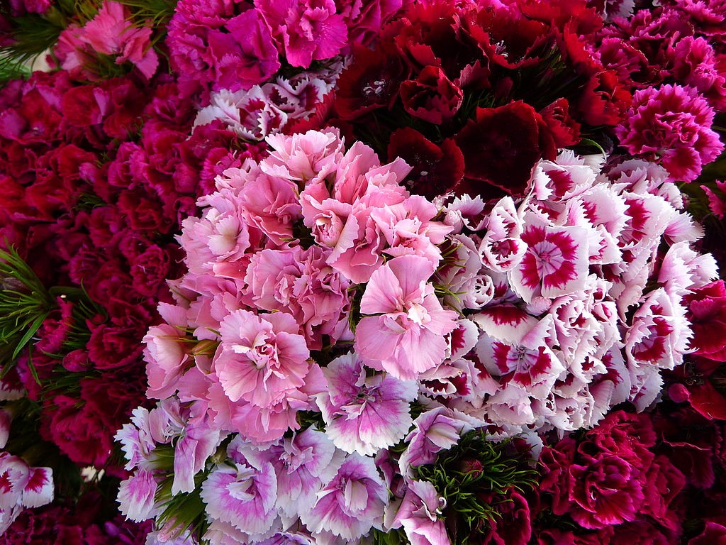 Sweet William Mix Seeds | Dianthus Barbatus Red Pink Carnation Flower Seed 2024