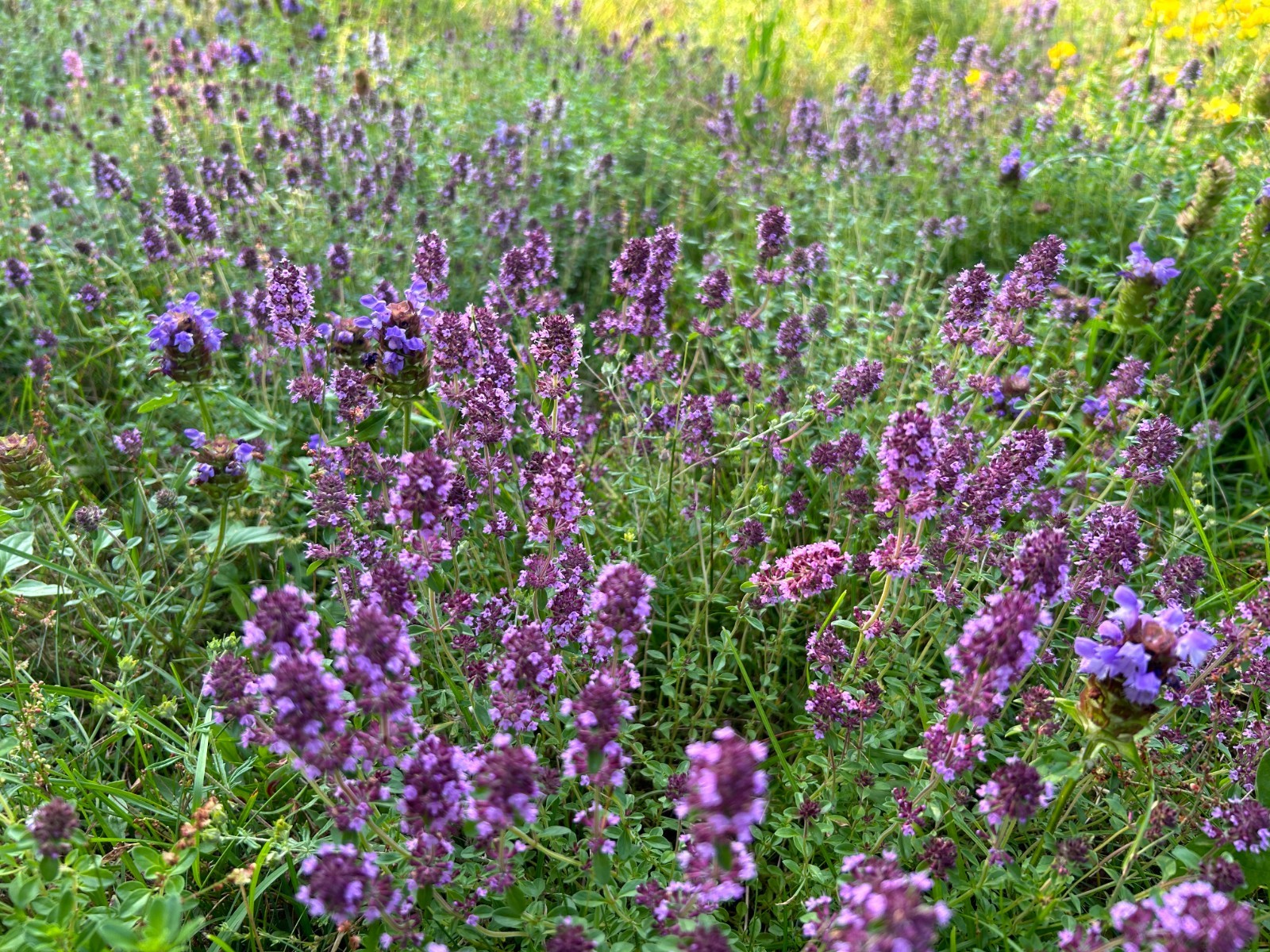 Flawn Seed Creeping Thyme, Easy Spread Shaker, Pollinator Friendly, Ground Cover