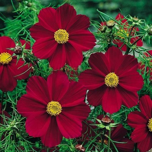 Cosmos VERSAILLES TETRA RED Flowers Pollinators Butterflies Non-GMO 50 Seeds!