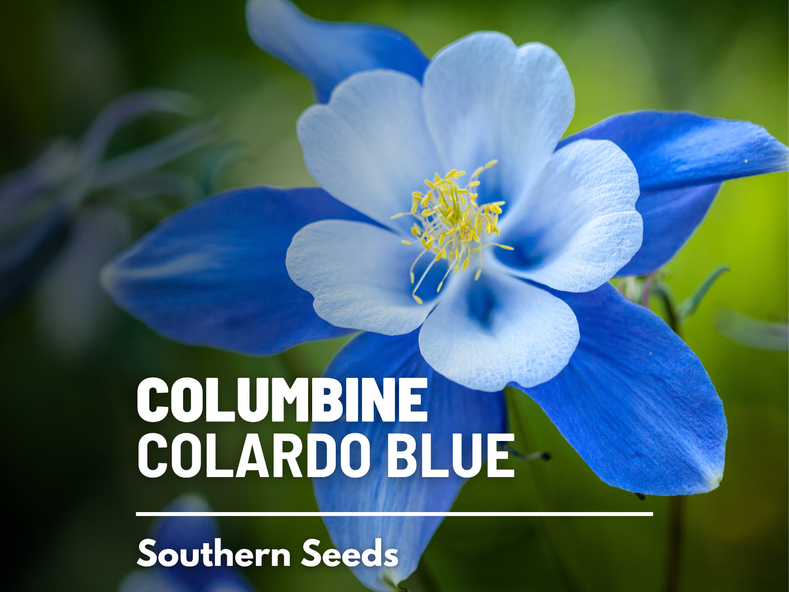 Columbine, Colorado Blue – 100 Seeds – Pollinator & Hummingbird Friendly