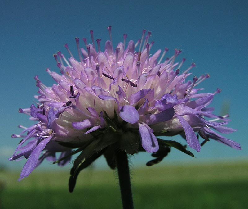 KNAUTIA, PINCUSHION FLOWERS, 110 SEEDS, MIXED, RED, PINK, LAVENDER, *EZ TO GROW*