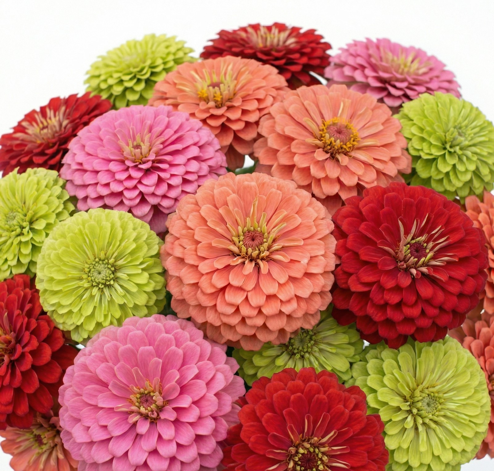 Zinnia Benary’s Giant SUNSET GLOW MIX Cut Flower 4-6″ Blooms Non-GMO 25 Seeds