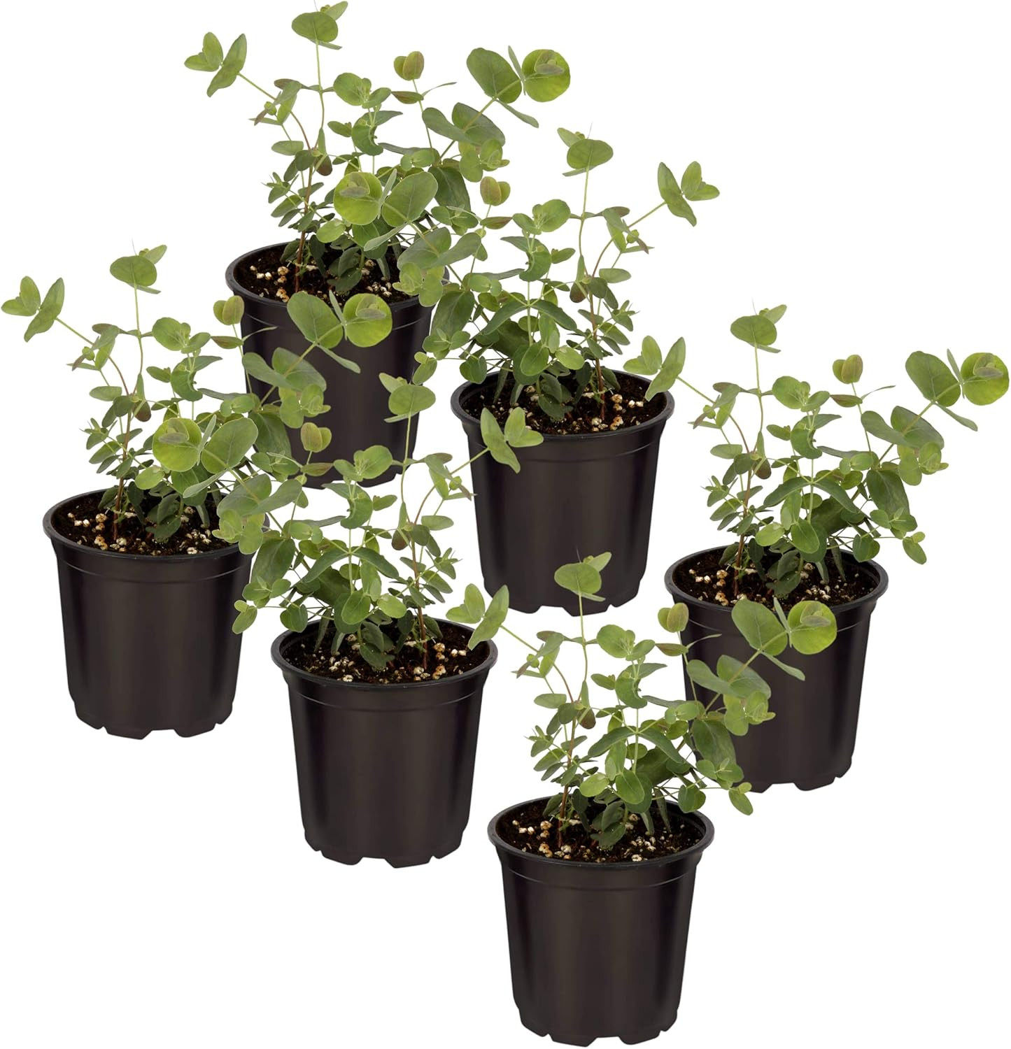 Fresh Eucalyptus Plants (6 Pack) – Natural Air Purifier & Aromatic Delight