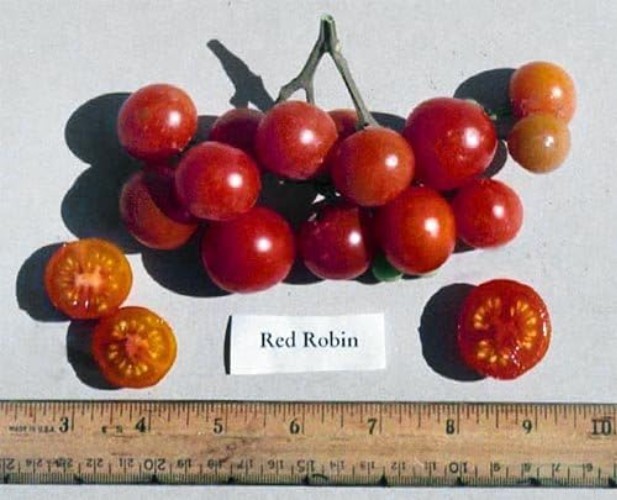 Heirloom Dwarf Red Robin Tomato Seeds – 30 Count, Easy to Grow in Containers