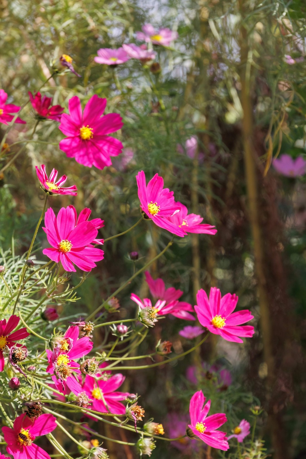 300 Wine Red TETRA VERSAILLES COSMOS Bipinnatus Hummingbird Flower Seeds