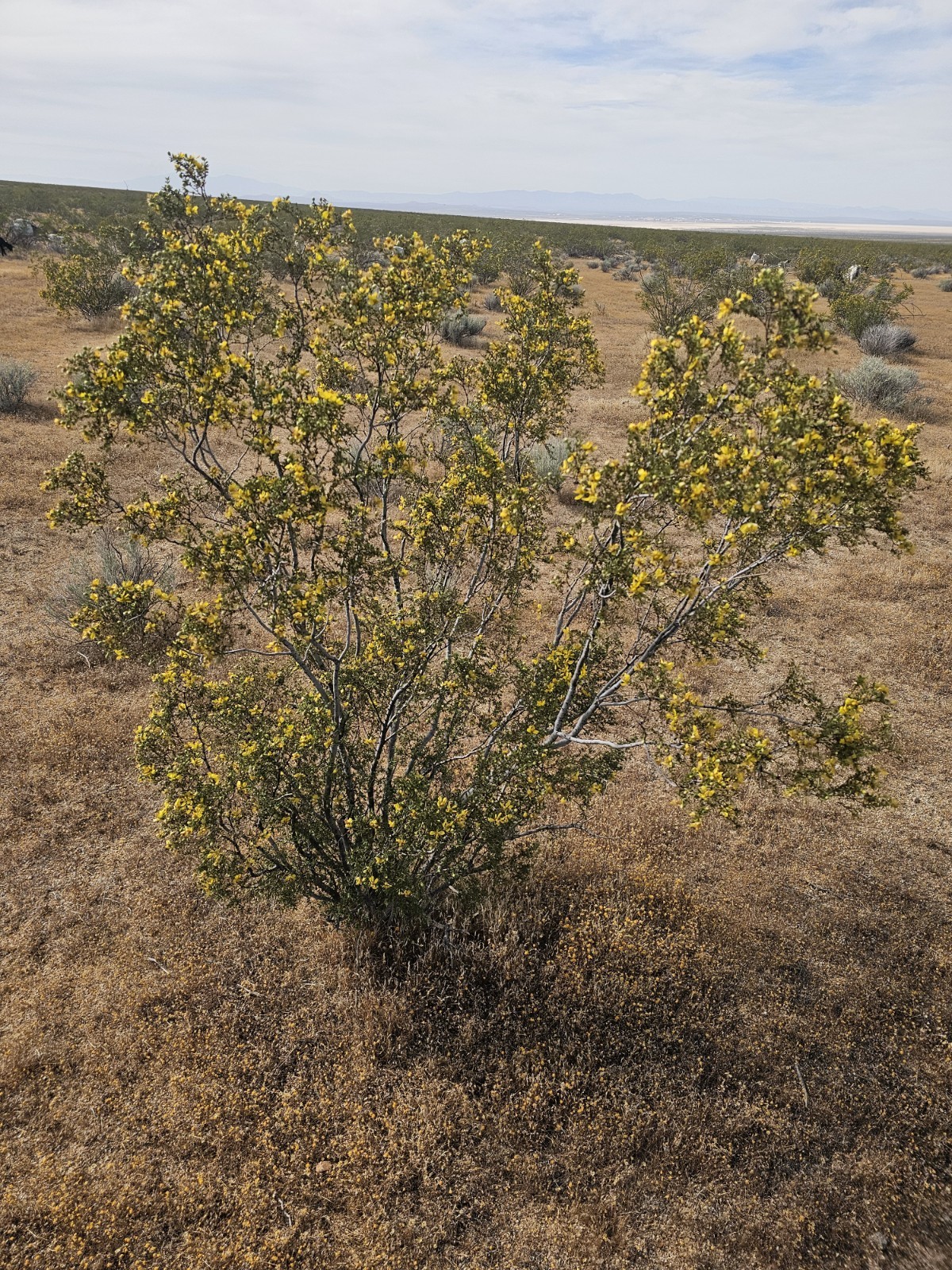 100 Creosote Bush Seeds (Larrea tridentata) [Cold Hardy 5-10F] – CA Native