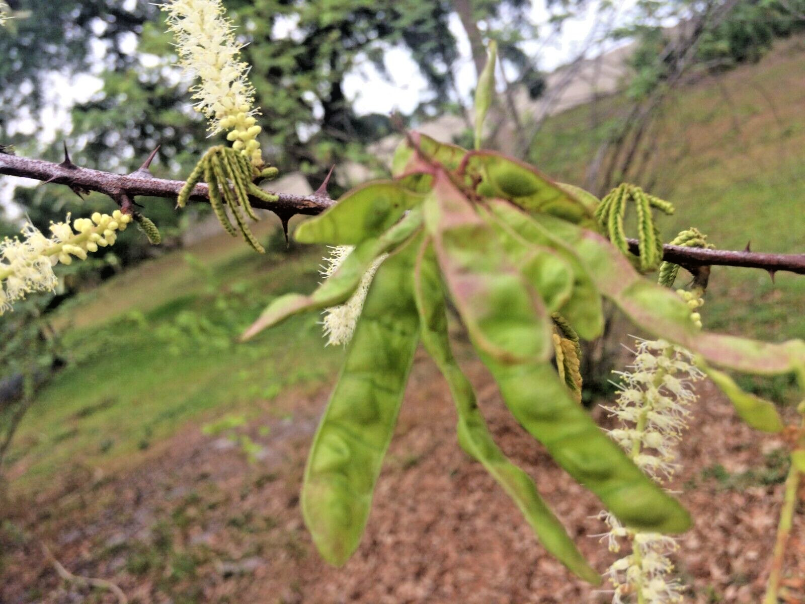 Mimosa Tenuiflora Seeds (not in pods) – 20 Seeds – 2024 Season