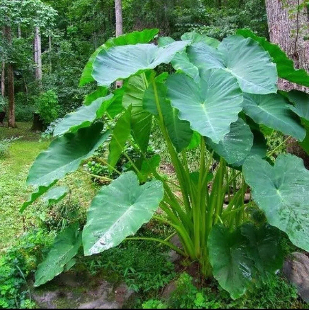 3 Taro Root Bulbs Elephant Ear Edible Aquatic Marginal Bog Pond Live Plant Fresh