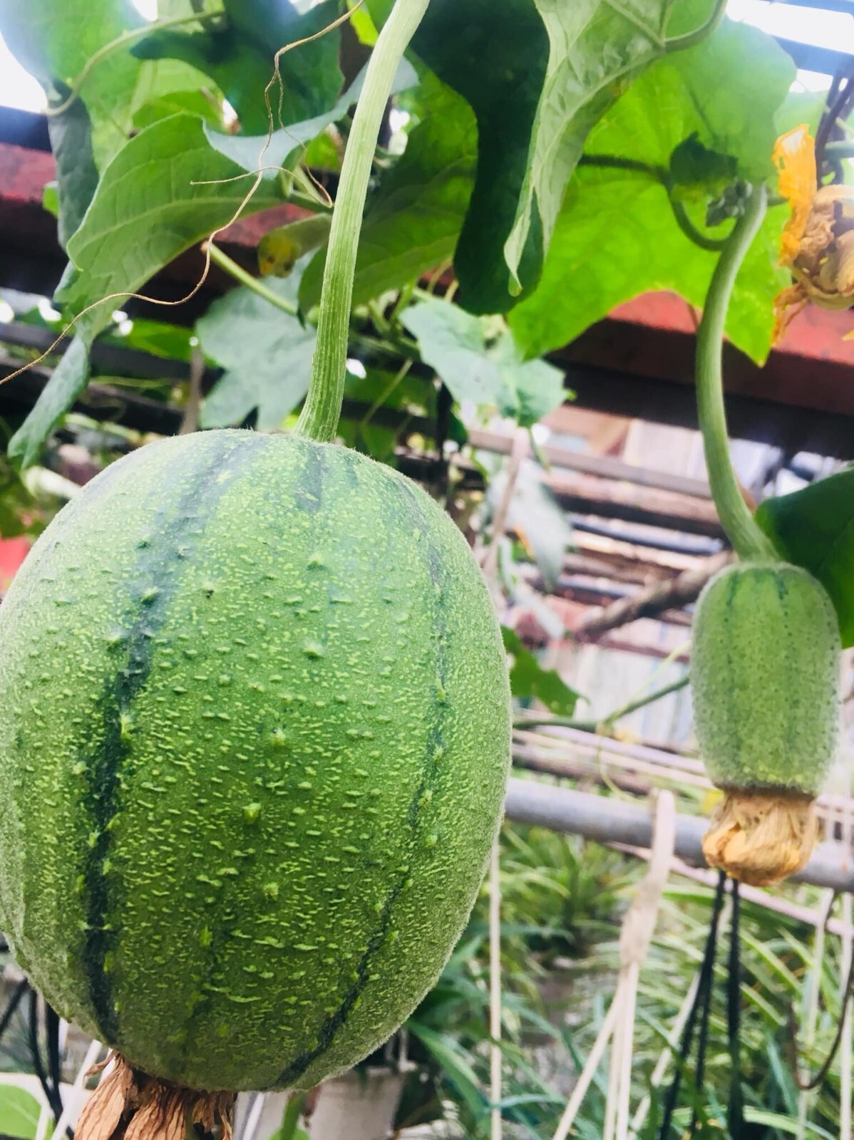 5 PCS TAIWAN APPLE LUFFA F1 SUPER SWEET , 蘋果絲瓜, MƯỚP TÁO GIÒN NGỌN