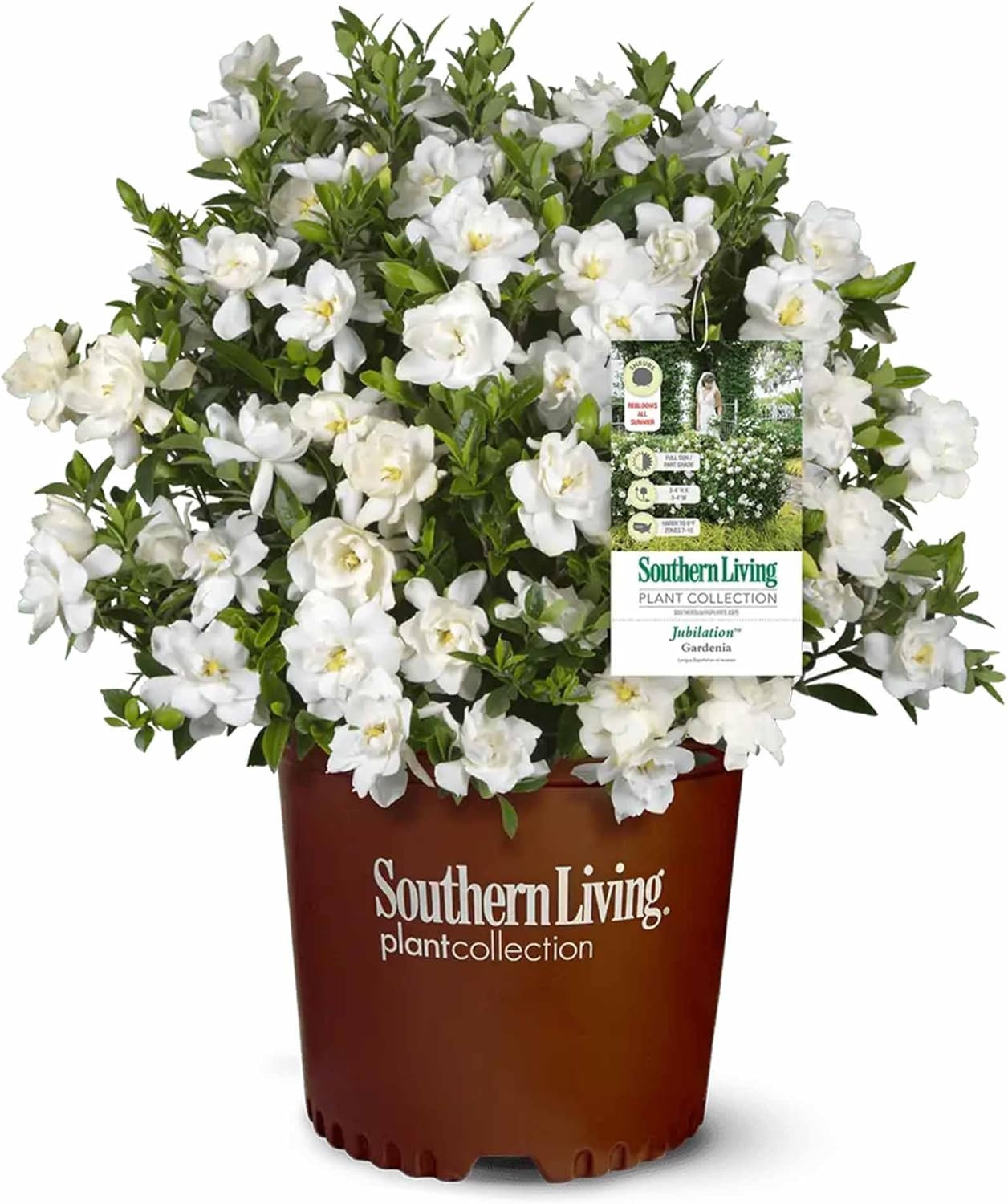 Jubilation Gardenia by Southern Living in 1 Gal. Grower’S Pot | Fragrant, Compac
