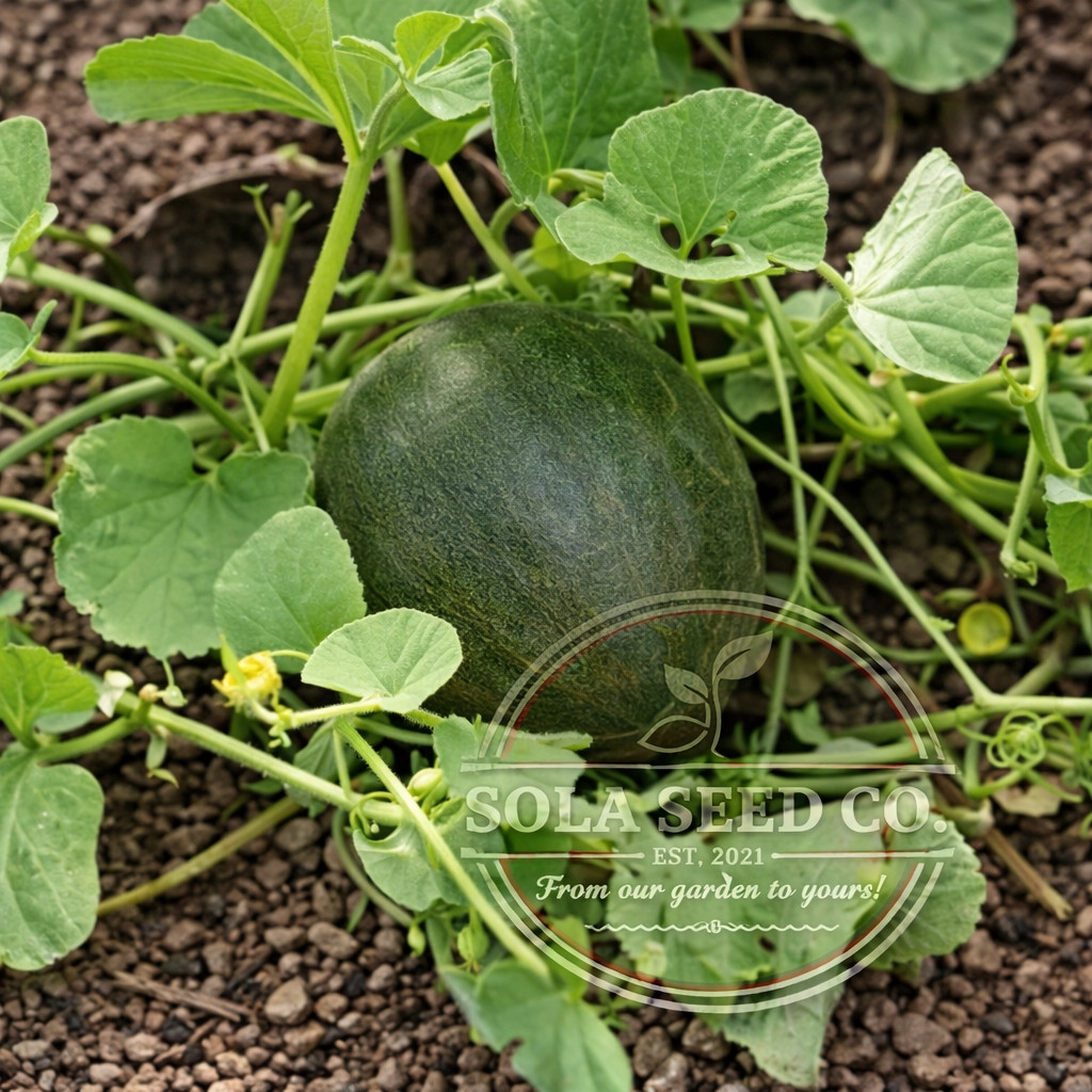 25 Early Valencia Melon Seeds, Unique, Sweet, Heirloom, Non-GMO, Genuine usa
