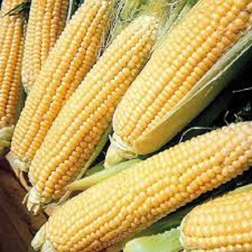 Premium Kandy Korn SE Sweetest corn on the market! No isolation necessary!