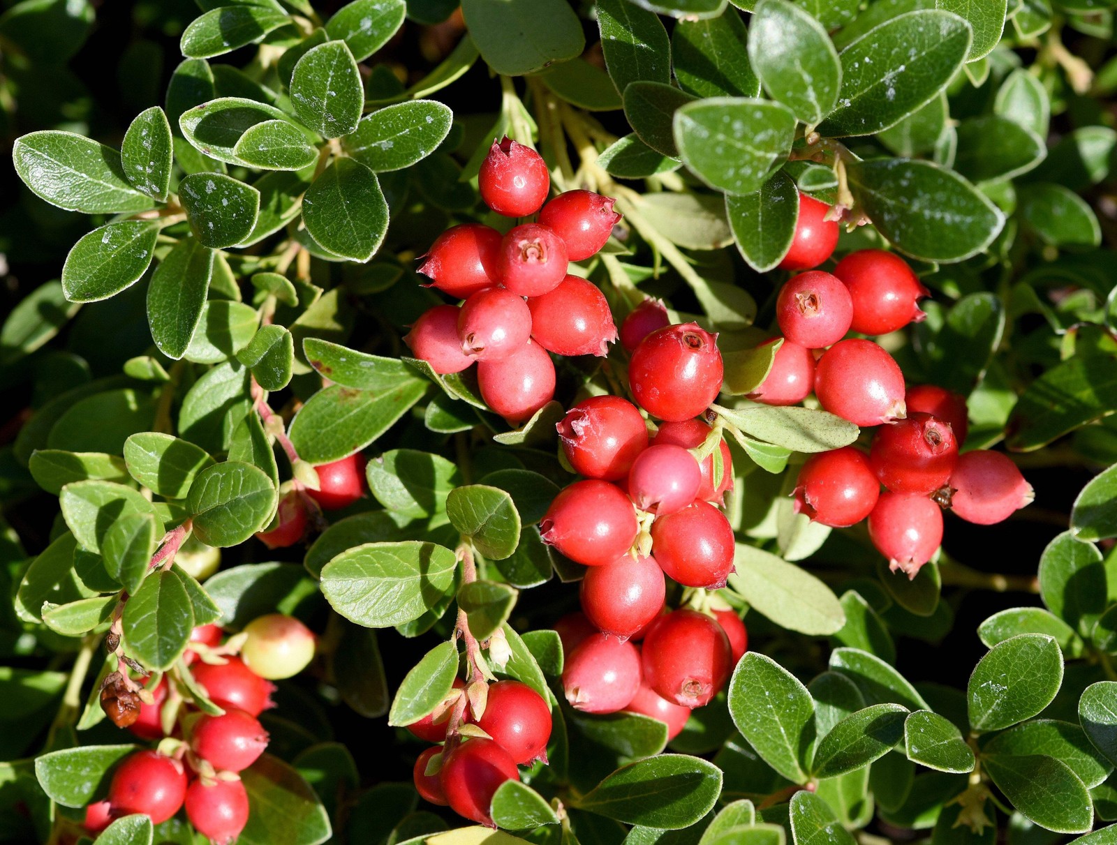 100 Perennial CRANBERRY American Vaccinium Macrocarpon Red Fruit Bush Seeds