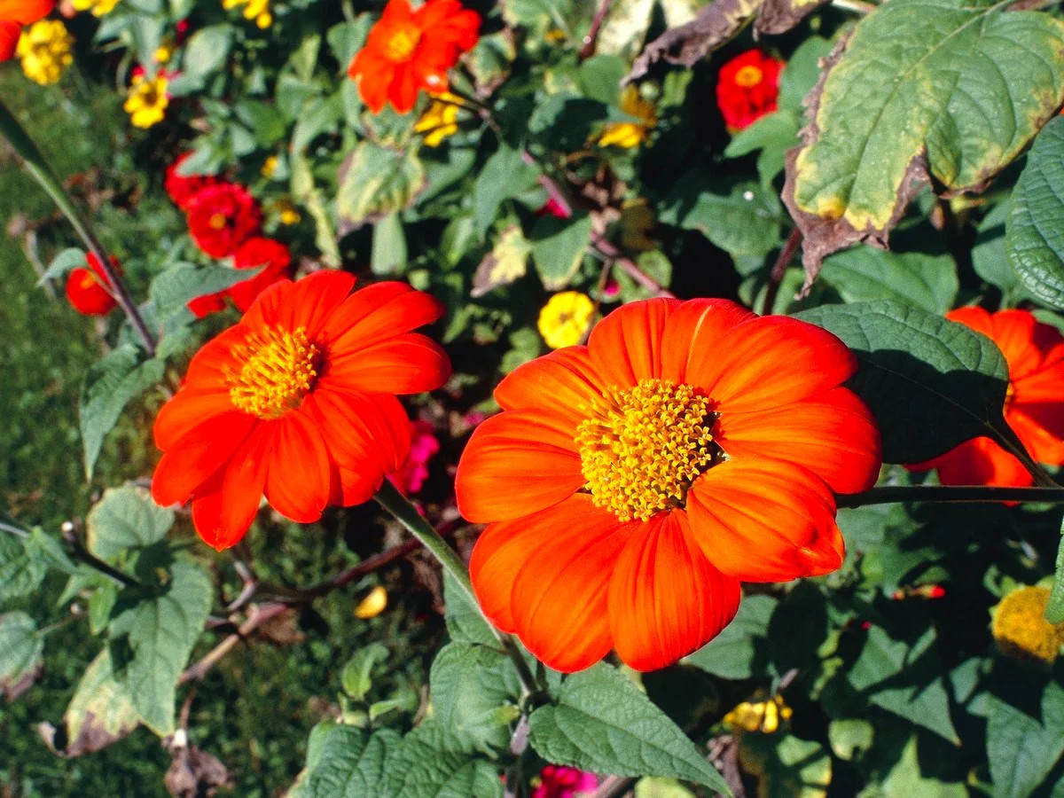 Mexican Sunflower Seeds |Tithonia Red Orange Sun Flower Tropical Plant Seed 2025