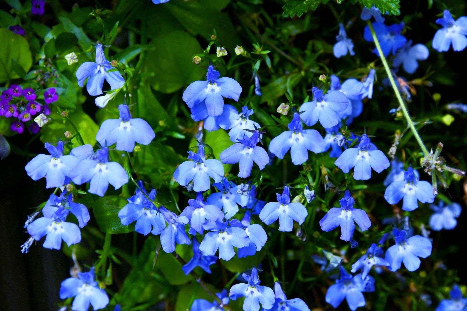 200 SKY BLUE LOBELIA Regatta Lobelia Erinus Flower Seeds