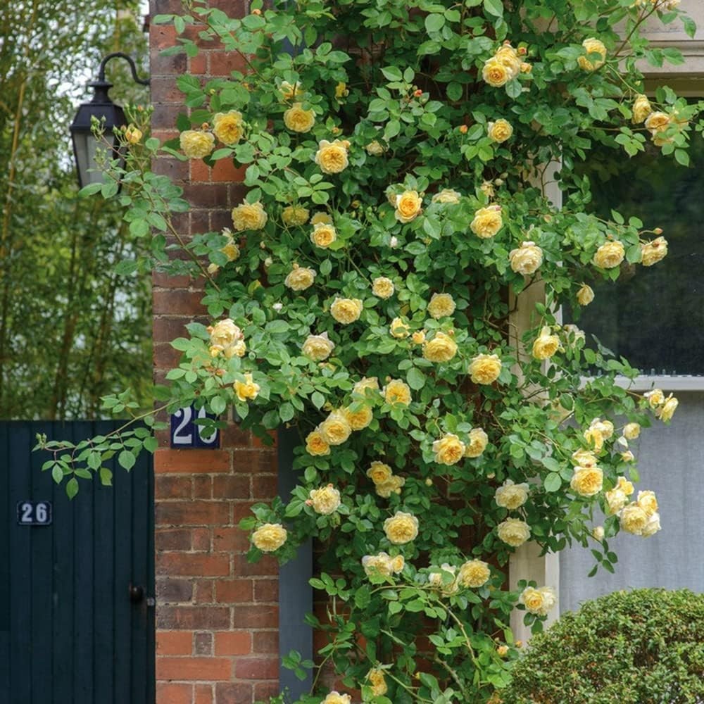 Vibrant Heirloom Climbing Rose Seeds (200+) – Easy Growth for All Seasons