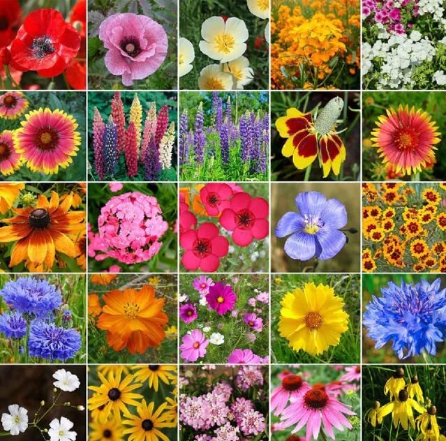 Midwest Wild Flower Seeds (1 Oz) – Open-Pollinated Bulk Wild Flower Seed Mix for