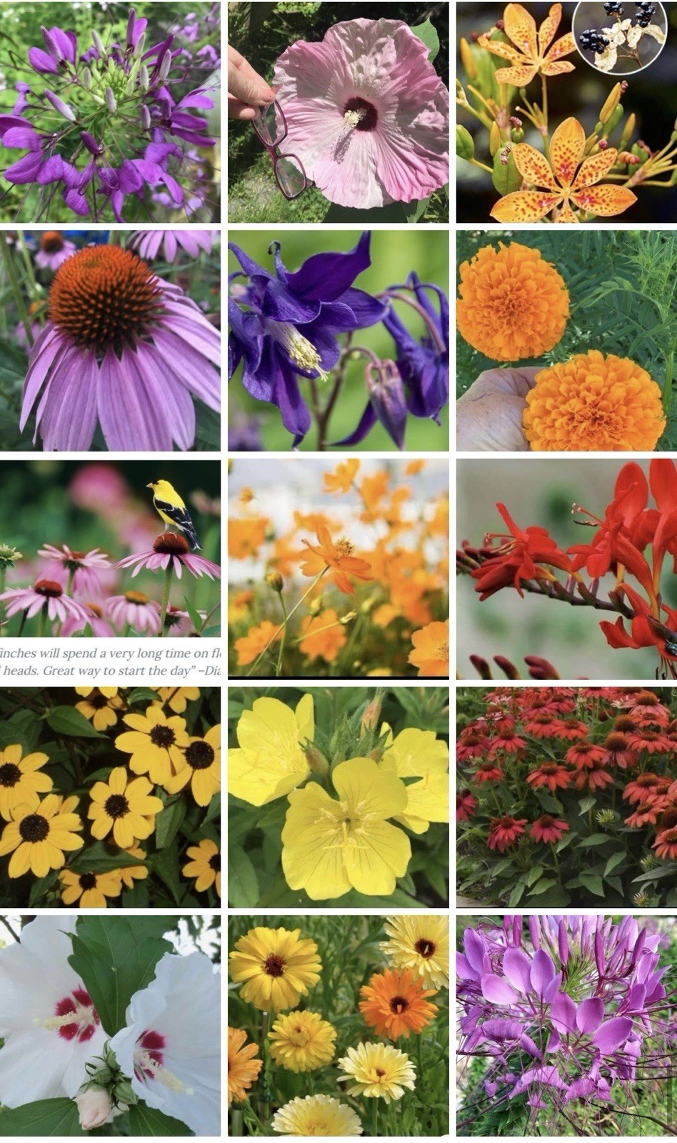 Various Flower Seeds, Many Perennial Plants, Choose From Those Pictured Others