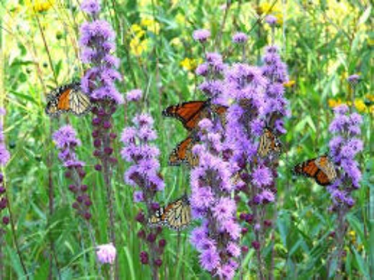 GAYFEATHER SEEDS, 50 Seeds, Liatris Plant, Blazing Star, Perennial, Organic