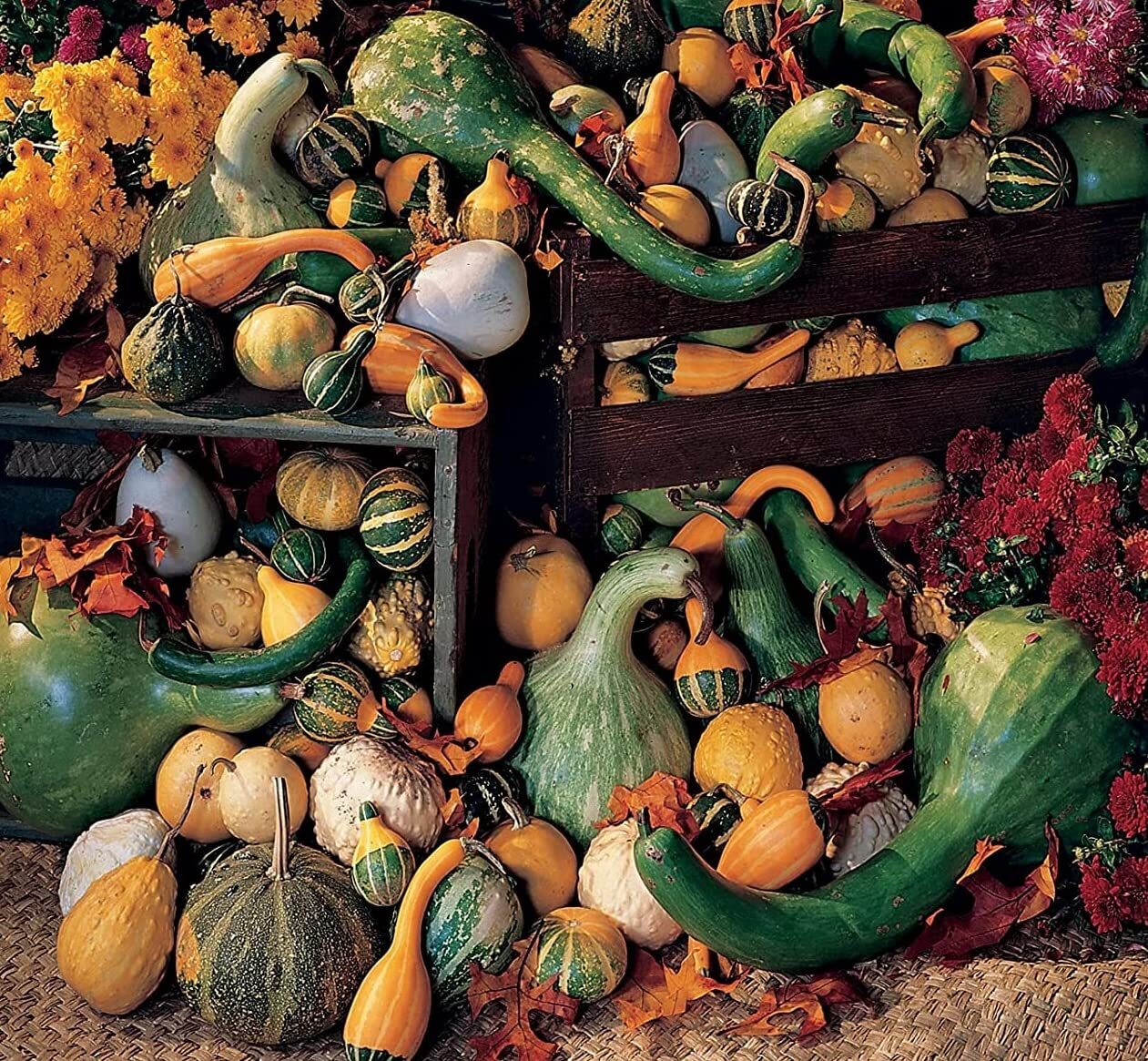 Large Gourd Mix Seeds for Planting – 25 Seeds – Favorite Assortment of Giant Gou