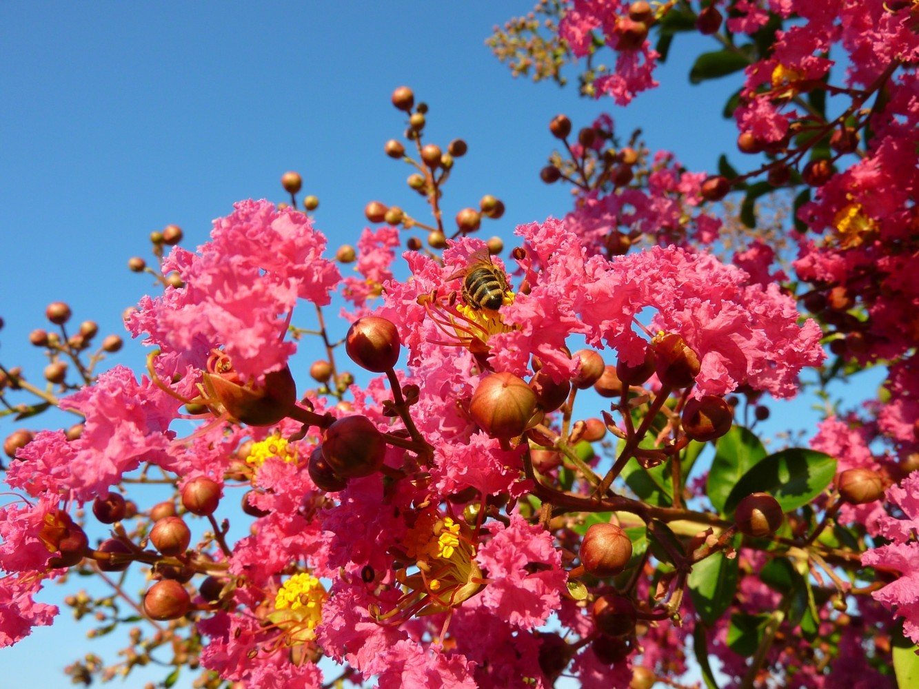 Crape Myrtle, Lagerstroemia indica, Tree Seeds (Fast, Showy, Fall Color)