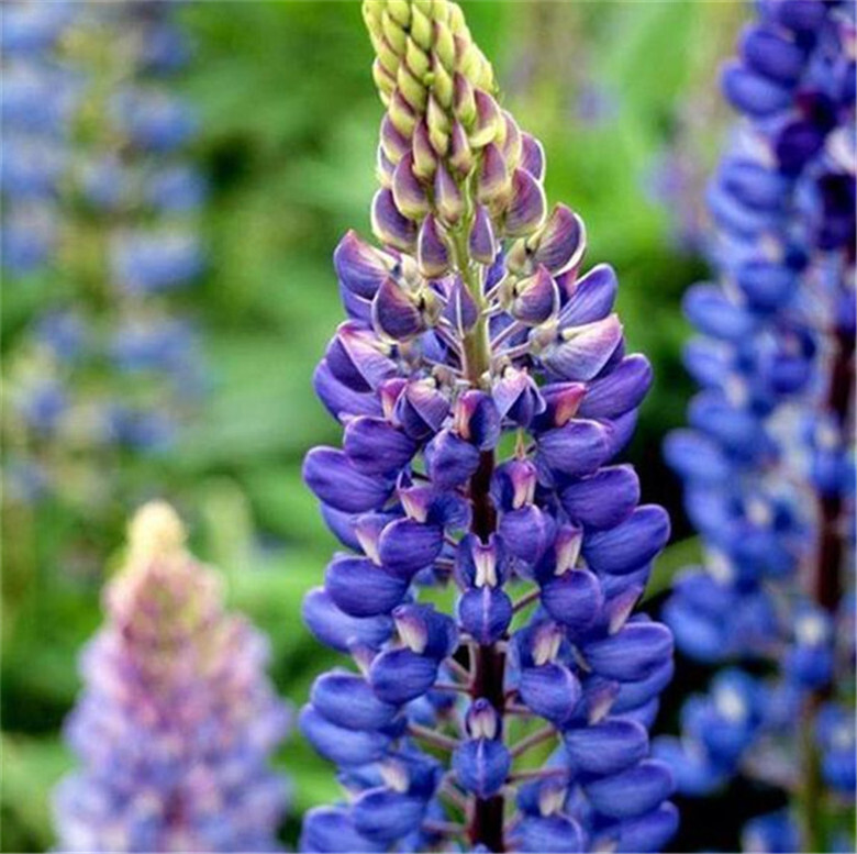 20 EXOTIC rare LUPINE SEEDS for garden flower beds plant bush USA SELLER USPS