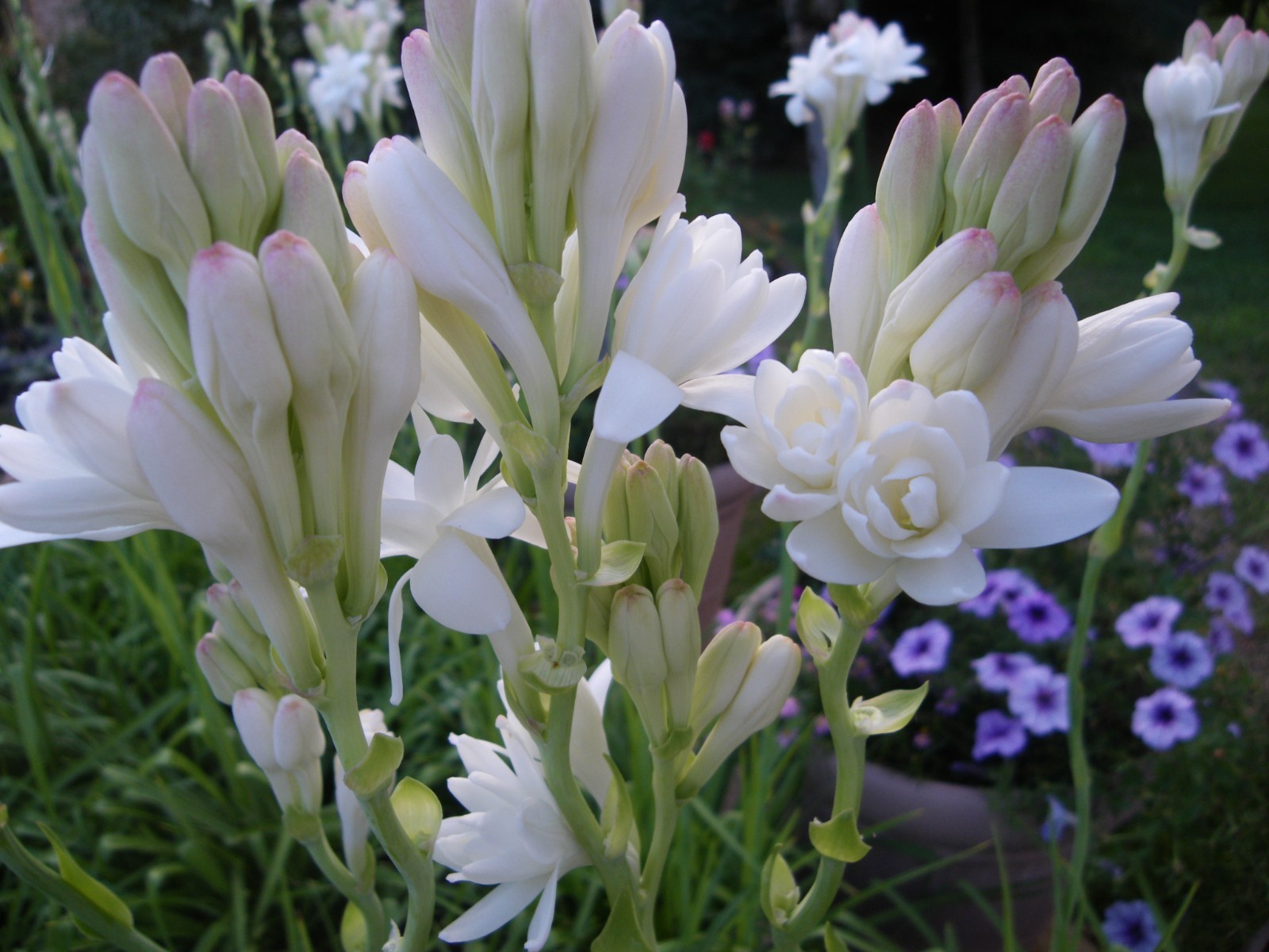 DOUBLE Tuberose – white fragrant flowers – 4 blooming size bulbs various sizes