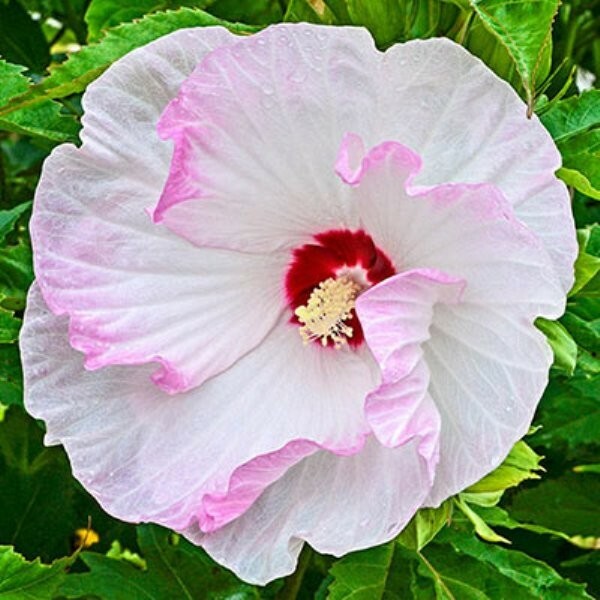 Red/Pink/White Hibiscus 100+ Seeds: Beautiful, Hardy Perennials – U.S. SELLER