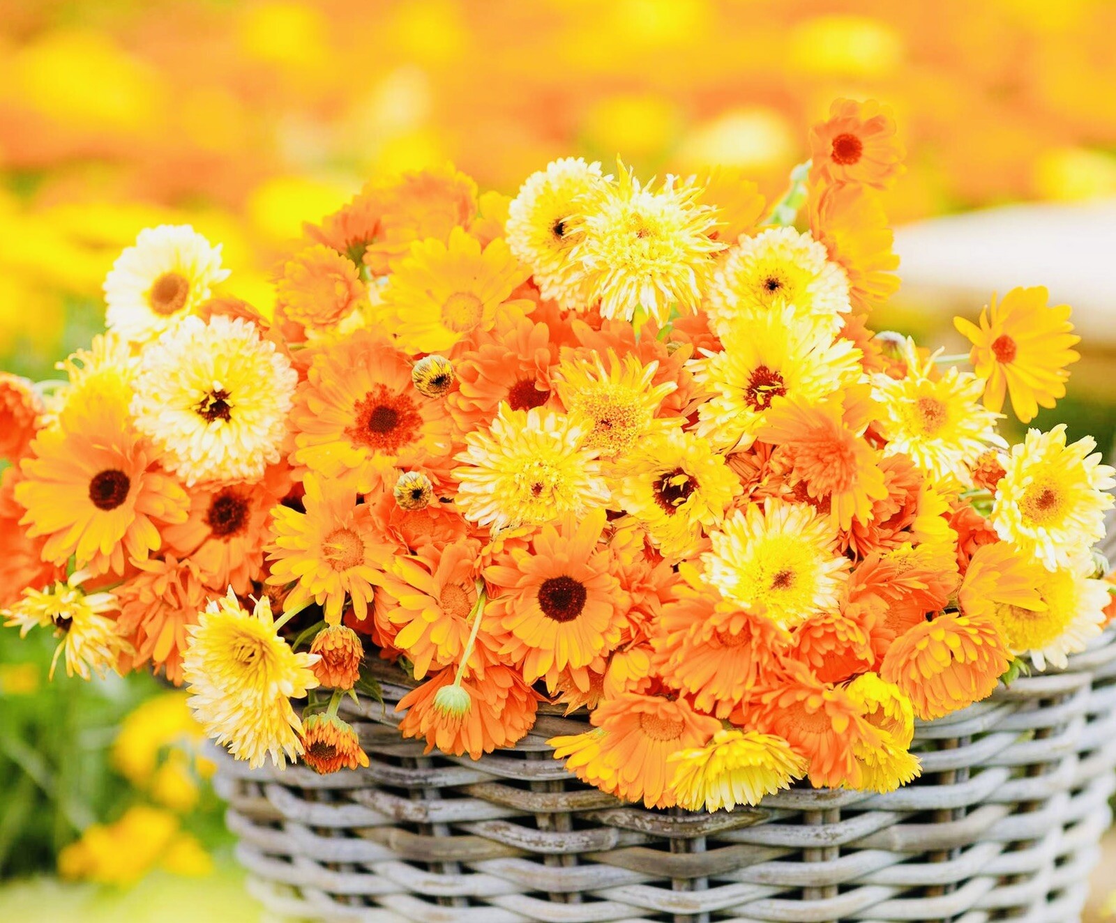 CALENDULA PACIFIC BEAUTY MIX FLOWER SEEDS FRESH HARVEST NON GMO FREE SHIPPING