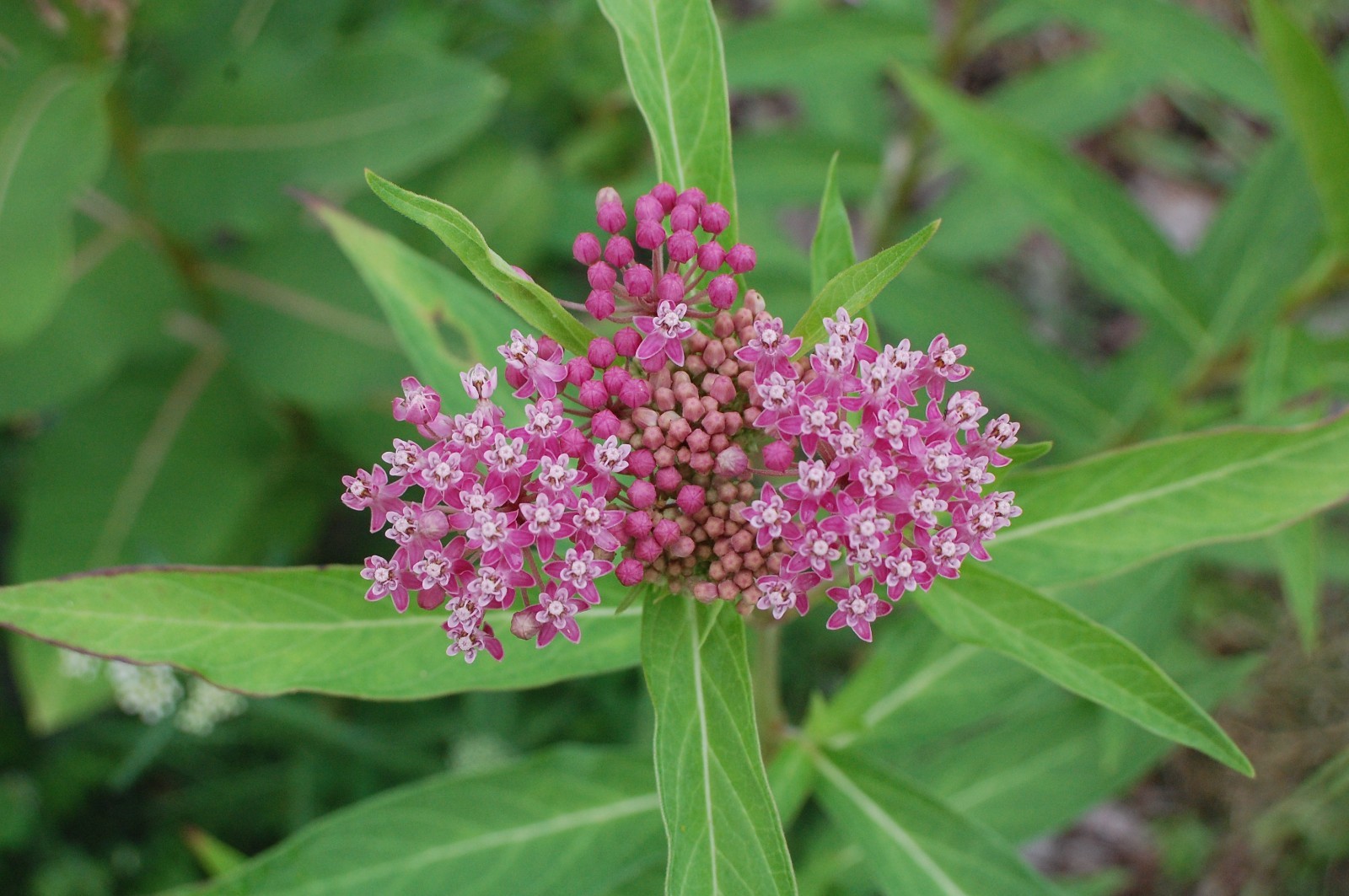 1 GRAM +Pink Swamp Milkweed/NATIVE NE US/Asclepius Incarnata/ORGANIC