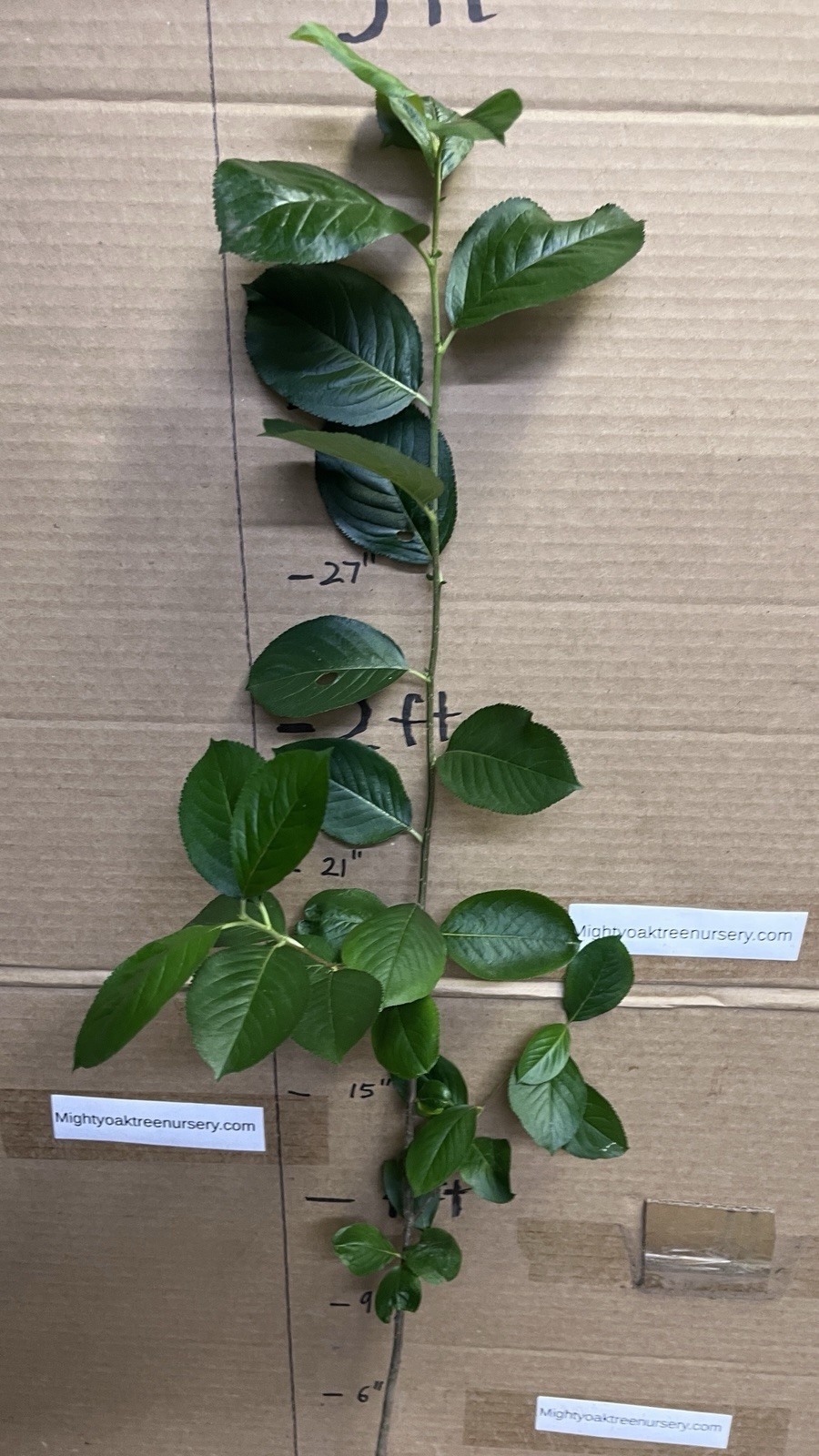 2-3 ft tall Viking Aronia melanocarpa – Black chokeberry, plant potted