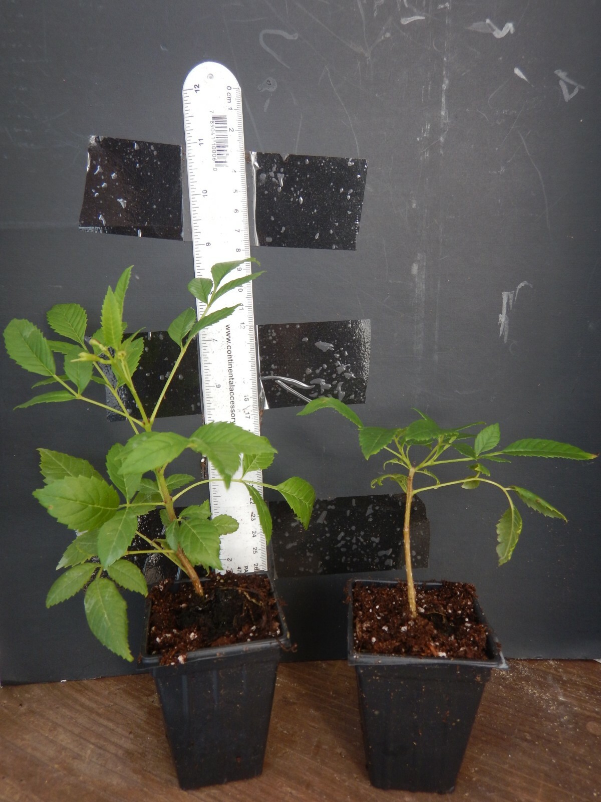 SUN TRUMPET TACOMA ORANGE ~ Campsis Radicans Trumpet Vine ~ Rooted Starter Plant