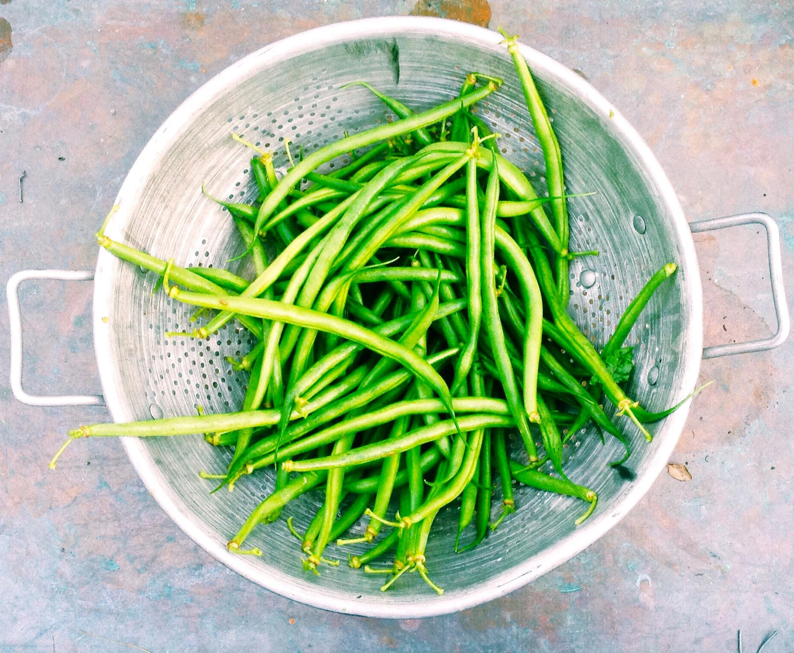 Haricots Vert French Filet Green Bean Seeds | Gourmet Masai Fine Sieve Seed 2025