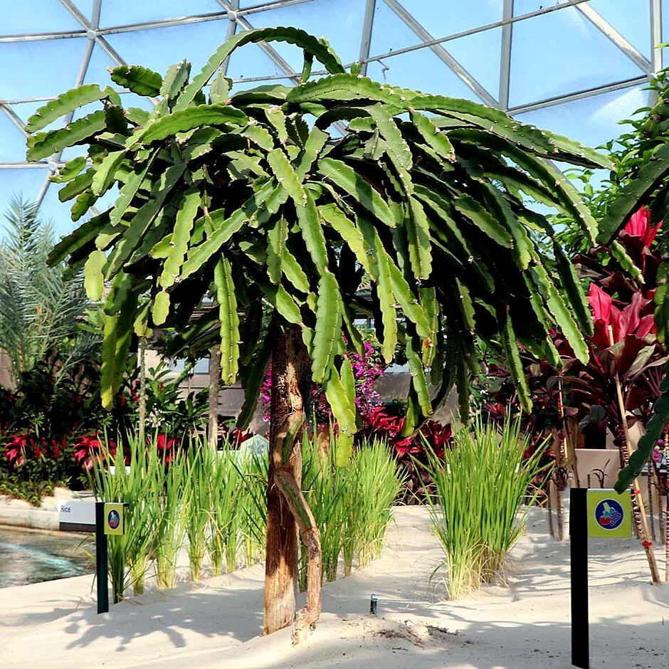 White Dragon Fruit Tree Seeds (H. Undatus) Pitahaya Strawberry Pear Cactus Vine