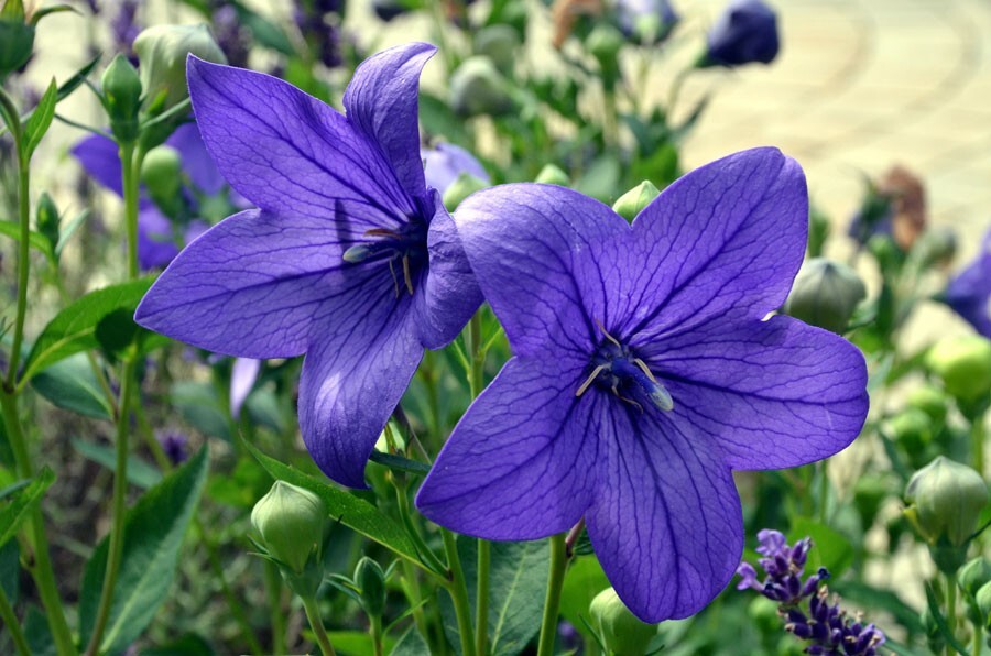 Balloon Flower SEEDS, (Platycodon grandiflorus) Bellflower