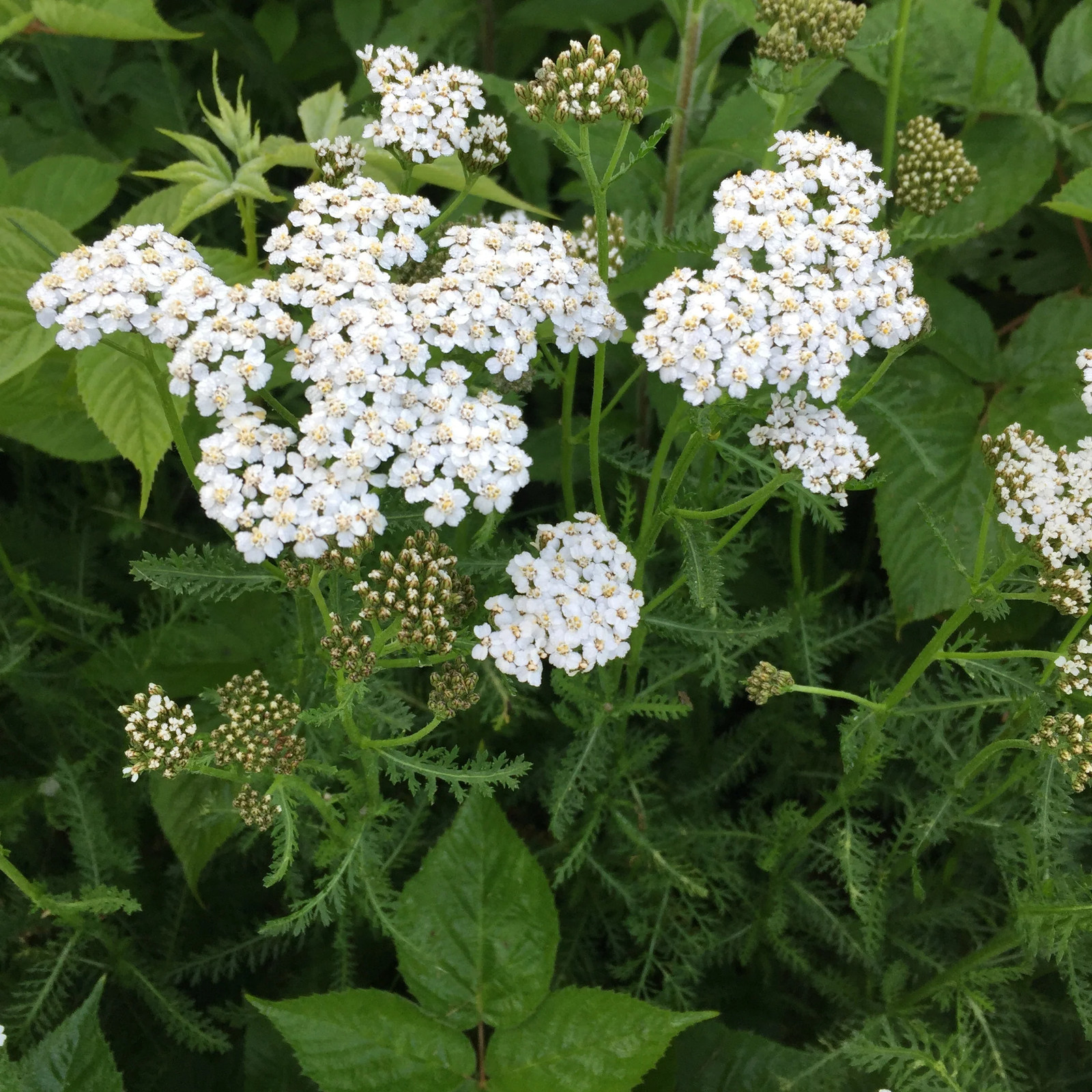 White Yarrow Seeds | Achillea Millefolium Milfoil Flower Seed 2024 Fast Shipping