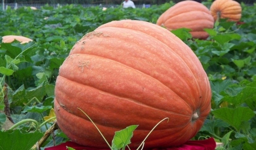 Big Max Pumpkin, Cucurbita pepo Big Max, Seeds (up to 100 pounds)
